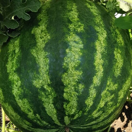 Тейтум F1 (INX 1805) Innova Seeds насіння кавуна, Фасовка: Проф упаковка 1 000 шт | Agriks