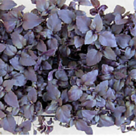 Семена базилика Рози Enza Zaden от 50 000 шт, Фасовка: Проф упаковка 50 000 шт | Agriks