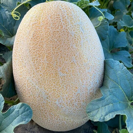 Даяна F1 (INX 1097) Innova Seeds насіння дині, Фасовка: Проф упаковка 1 000 шт | Agriks