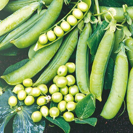 Преладо Syngenta насіння гороху, Фасовка: Середня упаковка 100 г | Agriks