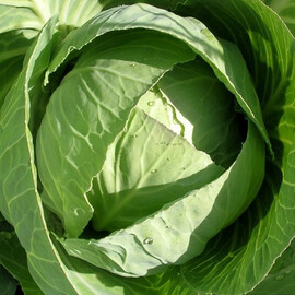Білосніжка Hortus насіння капусти б/г, Фасовка: Проф упаковка 500 г | Agriks