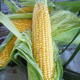 Семена кукурузы сахарной Мессенджер F1 Seminis 5 000 шт | Agriks