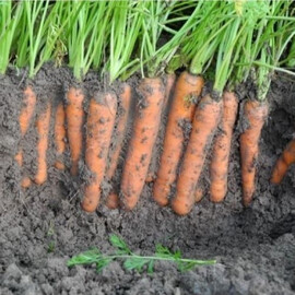 Насіння моркви Карібу F1 Seminis від 200 000 шт (1,6-1,8), Фасовка: Проф упаковка 200 000 шт (1,6 - 1,8) | Agriks
