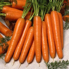 Насіння моркви Карлано F1 Seminis від 200 000 шт (1,6-1,8), Фасовка: Проф упаковка 200 000 шт (1,6 - 1,8) | Agriks