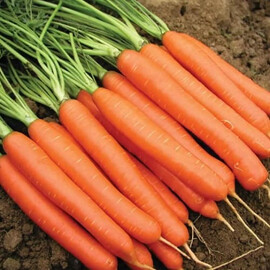 Семена моркови Карруба F1 Seminis 100 000 шт (1,8-2,0), Фасовка: Проф упаковка 100 000 шт (1,8-2,0) | Agriks