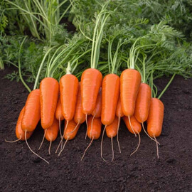 Семена моркови Каспий F1 Bejo 100 000 шт (1,4-1,6), Фасовка: Проф упаковка 100 000 шт (2,0-2,2) | Agriks