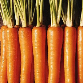 Насіння моркви Нантес Стронг Топ Innova Seeds 500 гр, Фасовка: Проф упаковка 500 г | Agriks