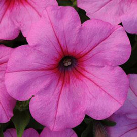 Семена петунии ампельной сульфинии Изи Вейв F1 темно-розовая 50 шт драже Pan American | Agriks