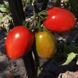 Насіння томату детермінантного Еванс F1 (INX 36-2019) Innova Seeds 1 000 шт, Фасовка: Проф упаковка 1 000 шт | Agriks