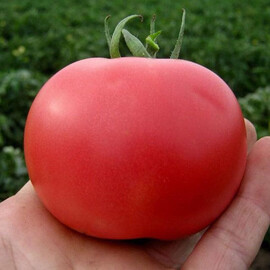 Насіння томату детермінантного Пінк Буш F1 Sakata 1 000 шт, Фасовка: Проф упаковка 500 шт | Agriks