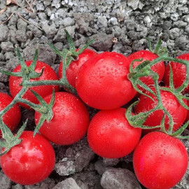 Семена томата детерминантного Воларе F1 Hazera 1 000 шт | Agriks