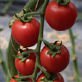 Насіння томату індетермінантного Сакура F1 Enza Zaden від 5 шт, Фасовка: Міні упаковка 5 шт | Agriks
