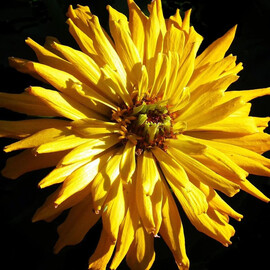 Насіння цинії Кактус жовта від 10 шт Floragran, Фасовка: Міні упаковка 10 шт | Agriks