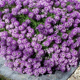 Семена алиссума Фиолетовый король 5 гр Hem Zaden | Agriks