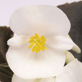 Семена бегонии вечноцветущей Найтлайф F1 белая 200 шт Syngenta Flowers, Фасовка: Проф упаковка 1 000 шт | Agriks