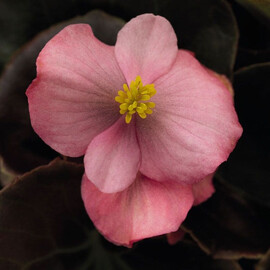 Насіння бегонії вічноквітучої Найтлайф F1 рожева 200 шт Syngenta Flowers | Agriks