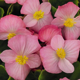 Насіння бегонії вічноквітучій Спринт Плюс F1 рожева 200 шт Syngenta Flowers, Фасовка: Проф упаковка 200 шт | Agriks