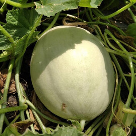 Анук F1 (INX 1063) Innova Seeds семена дыни, Фасовка: Проф упаковка 100 шт | Agriks