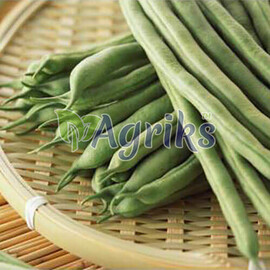 Семена фасоли спаржевой Крокет Clause от 100 шт (Agriks), Фасовка: Мини упаковка 100 шт | Agriks