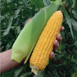 Насіння суперсолодкої кукурудзи Драйвер F1 Harris Moran від 30 г (230 нас.), Фасовка: Проф упаковка 3 000 шт (360 гр) | Agriks
