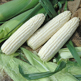 Семена кукурузы сахарной Монблан F1 МНАГОР от 200 шт, Фасовка: Проф упаковка 200 шт | Agriks