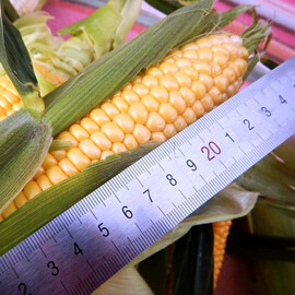 Семена кукурузы сахарной Орландо (Византия) F1 МНАГОР 200 шт, Фасовка: Середня упаковка 200 шт | Agriks