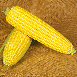 Насіння кукурудзи цукрової Оверленд F1 Syngenta від 5 г, Фасовка: Міні упаковка 5 г | Agriks