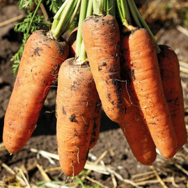 Насіння моркви Шантане Курода Innova Seeds від 25 г | Agriks