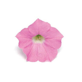 Семена петунии ампельной сульфинии Шок Вейв F1 пинк шейдс (Pink Shades) 50 шт Pan American | Agriks