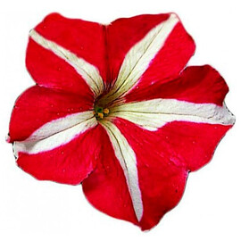 Насіння петунії грандіфлора Фалкон F1 червона з білою зіркою 1 000 шт драже Sakata | Agriks