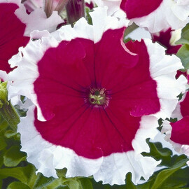 Насіння петунії грандіфлора Фрост F1 черрі 1 000 шт драже Syngenta Flowers | Agriks