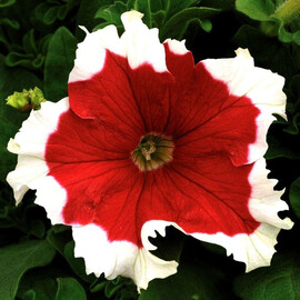 Семена петунии грандифлора Фрост F1 красная 1 000 шт драже Syngenta Flowers | Agriks