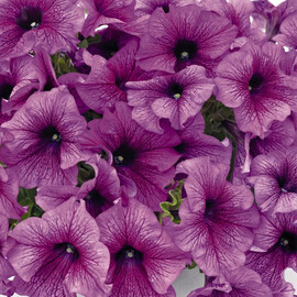 Насіння петунії грандіфлора Саксесс F1 пурпурова з прожилками 500 шт Benary | Agriks