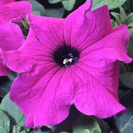Семена петунии грандифлора Танго F1 фиолетовая 1 000 шт драже Hem Genetics | Agriks