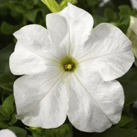 Насіння петунії грандіфлора Трітунія F1 біла 1 000 шт драже Syngenta Flowers | Agriks