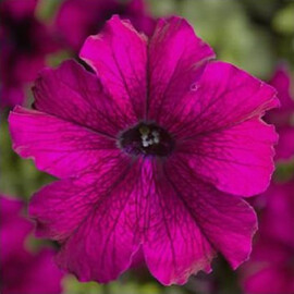 Насіння петунії грандіфлора Трітунія F1 бургунді 1 000 шт драже Syngenta Flowers | Agriks