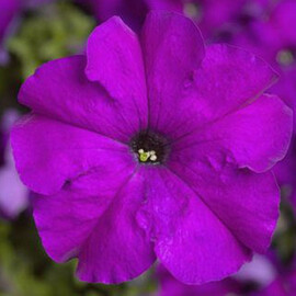 Насіння петунії грандіфлора Трітунія F1 фіолетова 1 000 шт драже Syngenta Flowers | Agriks