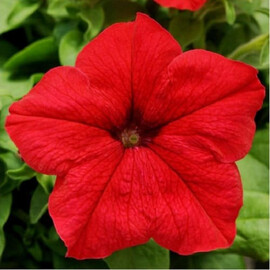 Насіння петунії грандіфлора Трітунія F1 червона 1 000 шт драже Syngenta Flowers | Agriks