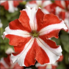 Насіння петунії грандіфлора Трітунія F1 червона зірка 1 000 шт драже Syngenta Flowers | Agriks