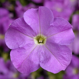 Насіння петунії грандіфлора Трітунія F1 лавандова 1 000 шт драже Syngenta Flowers | Agriks