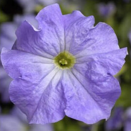 Семена петунии грандифлора Тритуния F1 небесно-синяя 1 000 шт драже Syngenta Flowers | Agriks
