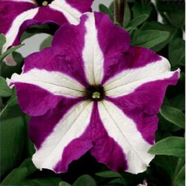 Семена петунии грандифлора Тритуния F1 пурпурная звезда 1 000 шт драже Syngenta Flowers | Agriks