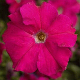 Насіння петунії грандіфлора Трітунія F1 рожева 1 000 шт драже Syngenta Flowers | Agriks