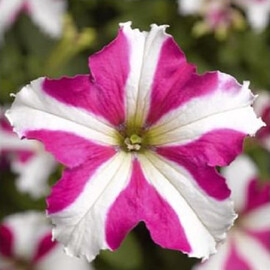 Семена петунии грандифлора Тритуния F1 розовая звезда 1 000 шт драже Syngenta Flowers | Agriks