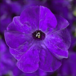 Семена петунии грандифлора Тритуния F1 синяя 1 000 шт драже Syngenta Flowers | Agriks