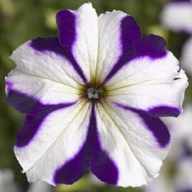 Насіння петунії грандіфлора Трітунія F1 синя зірка 1 000 шт драже Syngenta Flowers | Agriks
