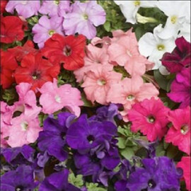 Насіння петунії грандіфлора Трітунія F1 суміш 1 000 шт драже Syngenta Flowers | Agriks