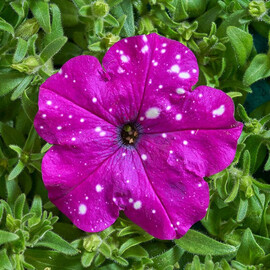 Семена петунии мультифлора Звездное небо (Дот Стар F1) темно-фиолетовая 500 шт Cerny | Agriks
