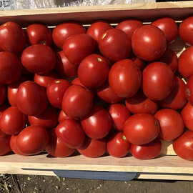 Семена томата детерминантного 9969 F1 Spark Seeds 5 000 шт, Фасовка: Проф упаковка 500 шт | Agriks