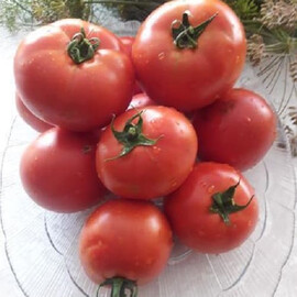 Насіння томату детермінантного Арнольд F1 (INX 1577) Innova Seeds 1 000 шт, Фасовка: Проф упаковка 100 шт | Agriks